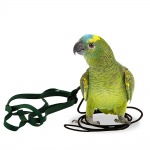 Aviator Parrot Harness - Small