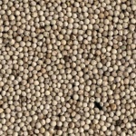 Perilla Seed