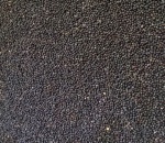 Large Black Rapeseed