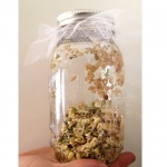 Sprouting Jar