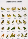 Poster Australian Finches 48 x 68cm