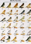 Poster Bengalese Finches 48 x 68cm