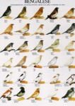 Poster Bengalese Finches 48 x 68cm