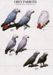 Poster African Grey Parrots 48 x 68cm