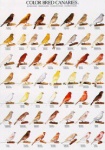 Poster Colour Canaries 1 68 x 98cm