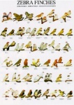 Poster Zebra Finches 68 x 98cm