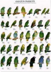 Poster Amazon Parrots 68 x 98cm