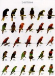 Poster Loriinae 1 68 x 98cm