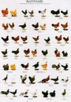 Poster Bantams 2 68 x 98cm