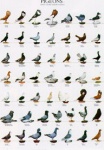 Poster Pigeons 1 68 x 98cm