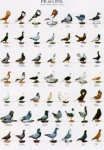 Poster Pigeons 1 68 x 98cm