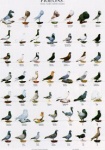 Poster Pigeons 2 68 x 98cm