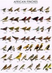Poster African Finches 1 68 x 98cm