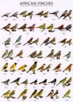 Poster African Finches 2 68 x 98cm