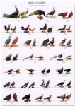 Poster Pheasants 1 68 x 98cm