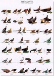 Poster Pheasants 2 68 x 98cm