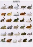 Poster Rabbits 1 68 x 98cm