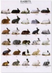 Poster Rabbits 2 68 x 98cm