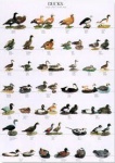 Poster Ducks 2 68 x 98cm