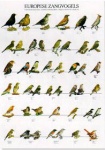 Poster European Songbirds 68 x 98cm