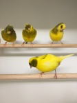 Canaries