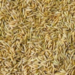 Paddy Rice