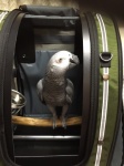 Pak-o-Bird Parrot Backpack - Congo Grey